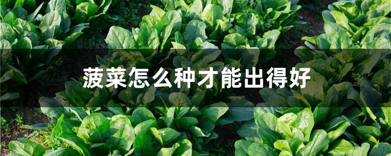 菠菜怎么种才能出得好