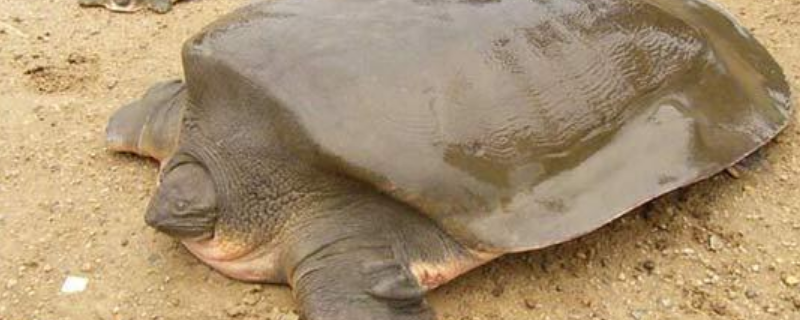 鼋是不是乌龟？