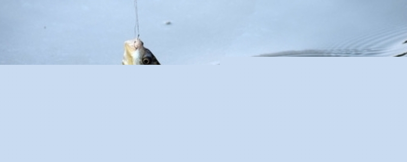 顿口什么时候提竿？