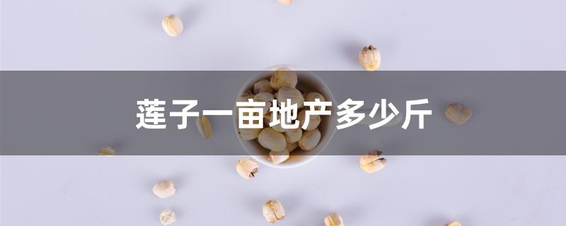 莲子一亩地产多少斤