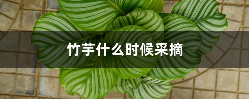 竹芋什么时候采摘