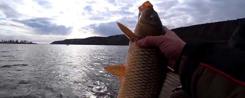 秋季溪河野生鲤鱼钓法及注意事项？