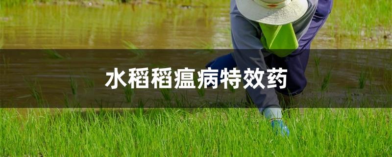 水稻稻瘟病特效药