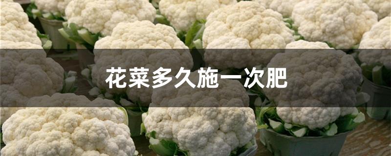 花菜多久施一次肥