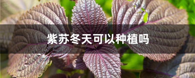 紫苏冬天可以种植吗