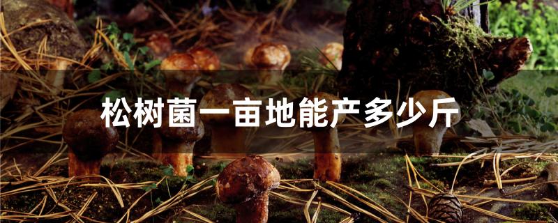 松树菌一亩地能产多少斤
