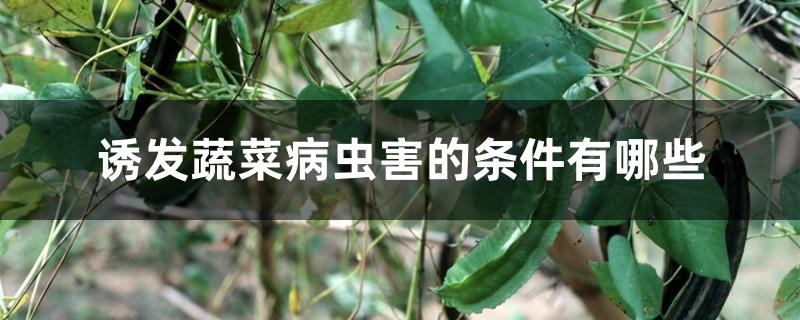 诱发蔬菜病虫害的条件有哪些