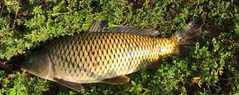 春季钓鲤鱼技巧大全？