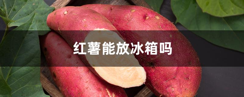 红薯能放冰箱吗