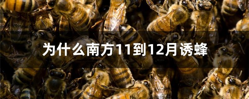为什么南方11到12月诱蜂