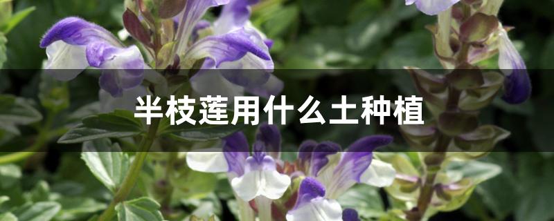 半枝莲用什么土种植