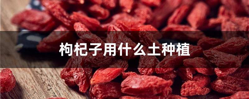 枸杞子用什么土种植