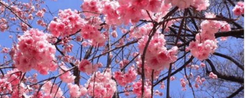 李花和樱花有什么不同？