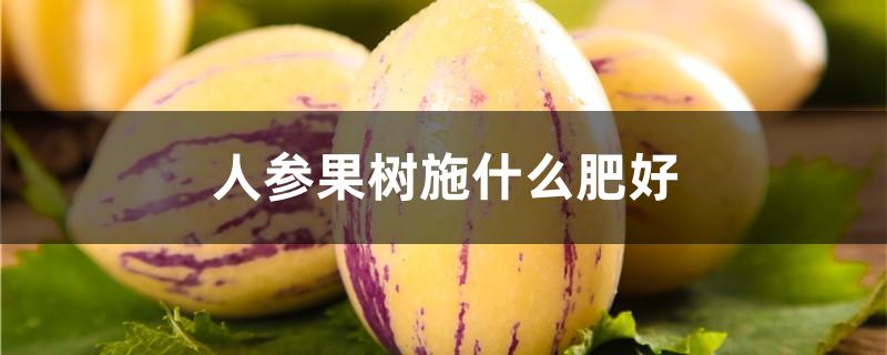 人参果树施什么肥好