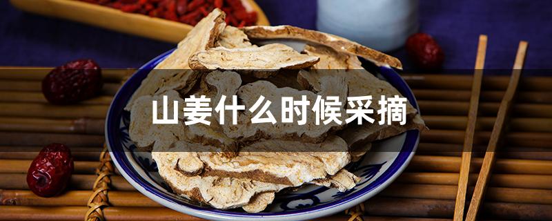 山姜什么时候采摘