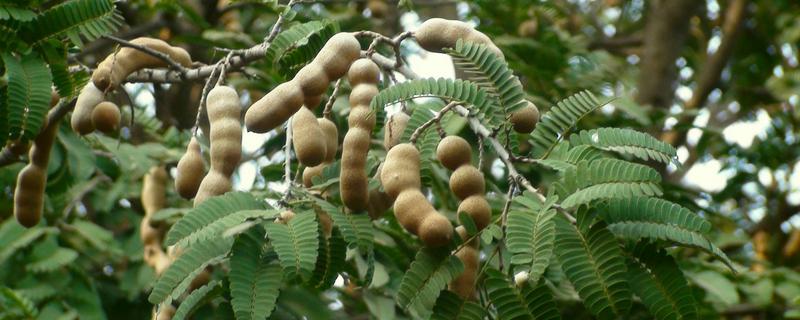 甜角结果需要几年？