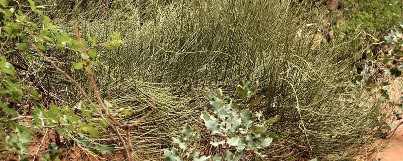 节节草和麻黄草有什么不同？