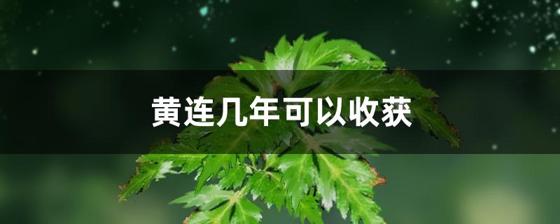 黄连几年可以收获