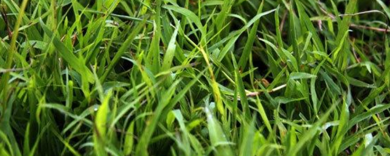 木和草有什么不同？