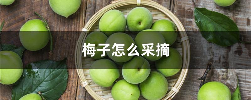 梅子怎么采摘