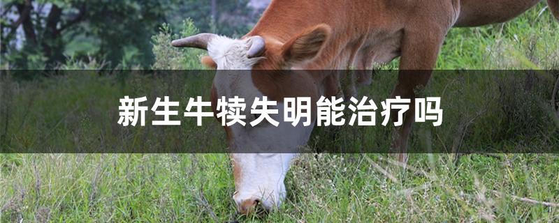 新生牛犊失明能治疗吗