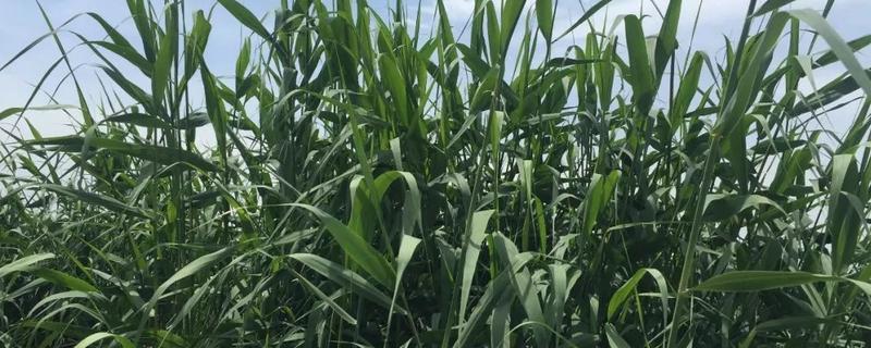 芦苇是常绿还是落叶植物？