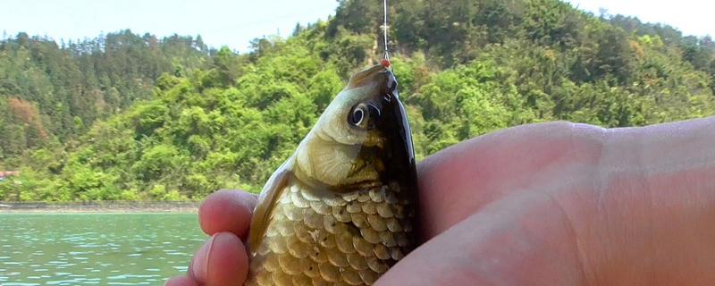 初春钓鲫鱼技巧大全？