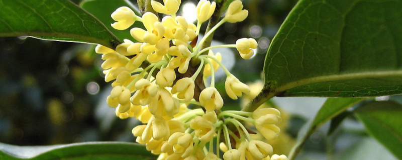 桂花是落叶还是常绿植物？