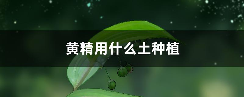 黄精用什么土种植