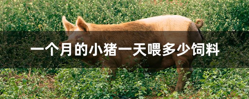 一个月的小猪一天喂多少饲料