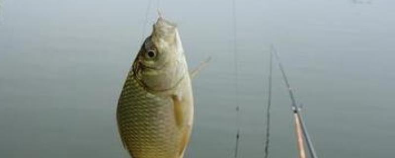 春季钓鲫鱼底窝配方大全？