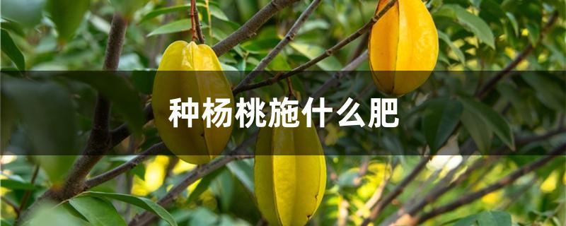 种杨桃施什么肥