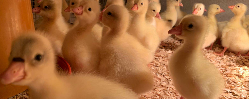 纯种三花鹅苗有哪些特点？