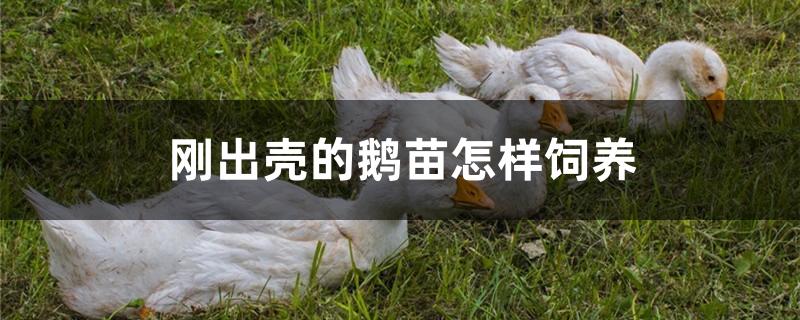 刚出壳的鹅苗怎样饲养