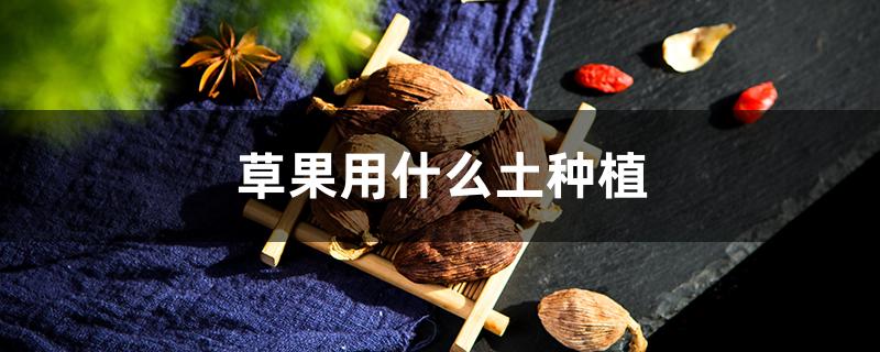 草果用什么土种植