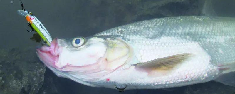钓翘嘴鱼实用技巧大全？