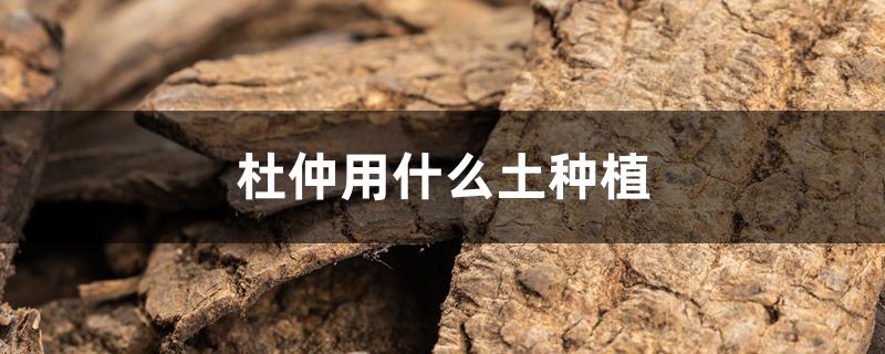 杜仲用什么土种植