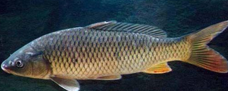 野钓鲤鱼打窝技巧及注意事项？