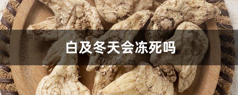白及冬天会冻死吗