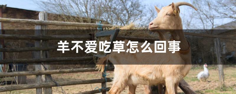 羊不爱吃草怎么回事