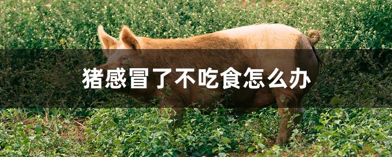 猪感冒了不吃食怎么办