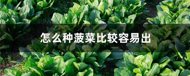 怎么种菠菜比较容易出