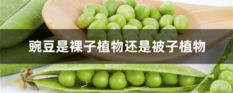 豌豆是裸子植物还是被子植物