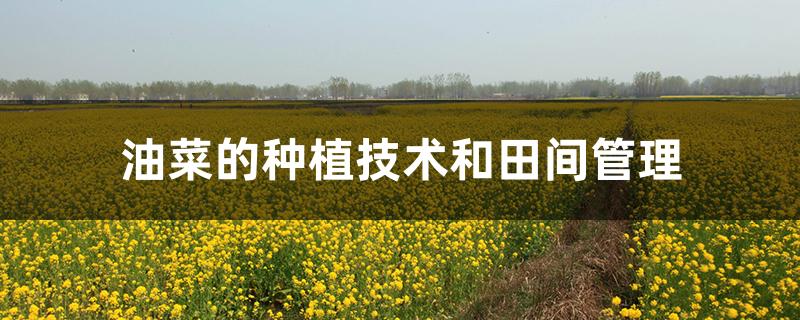 油菜的种植技术和田间管理