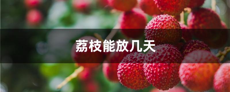 荔枝能放几天