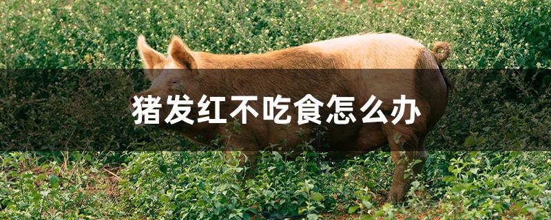 猪发红不吃食怎么办