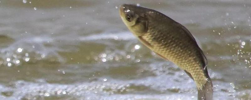 夏季用什么饵料钓大鲫鱼？