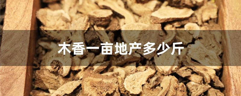 木香一亩地产多少斤