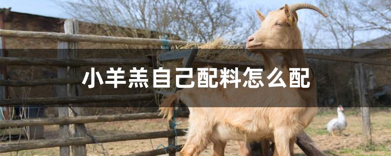 小羊羔自己配料怎么配