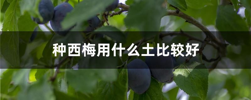 种西梅用什么土比较好